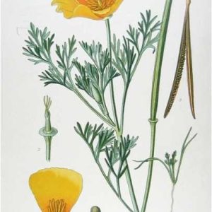 Acute Herbal Consultation — 30 Minutes